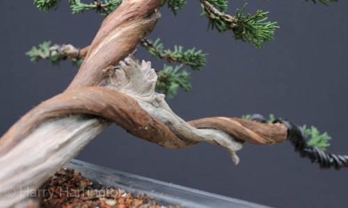 juniper bonsai
